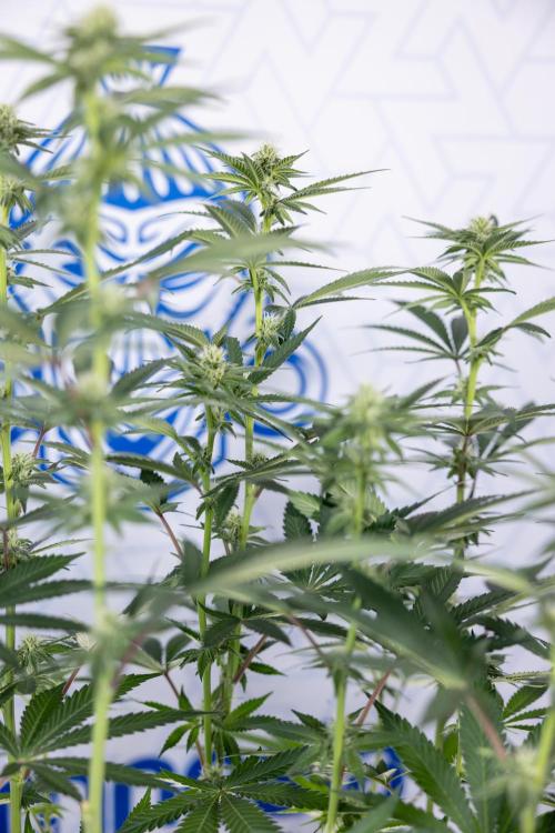 L.A. Kush Cake #3 - Zamnesia x B&B. Week 8 - L.A. Kush Cake #3 - 2nd+ Week Bloom - Topping