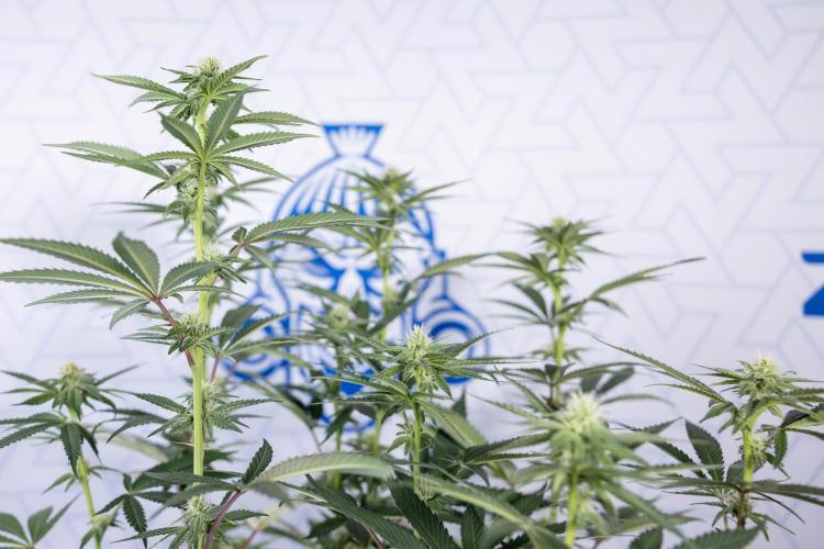 L.A. Kush Cake #3 - Zamnesia x B&B. Week 8 - L.A. Kush Cake #3 - 2nd+ Week Bloom - Topping