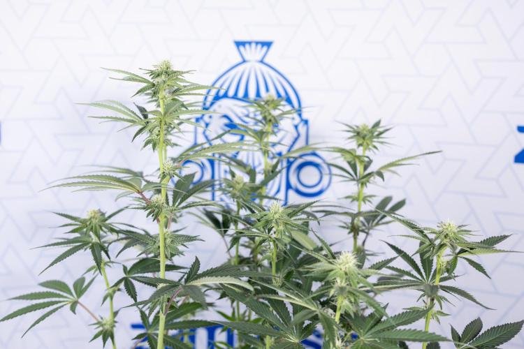 L.A. Kush Cake #3 - Zamnesia x B&B. Week 8 - L.A. Kush Cake #3 - 2nd+ Week Bloom - Topping