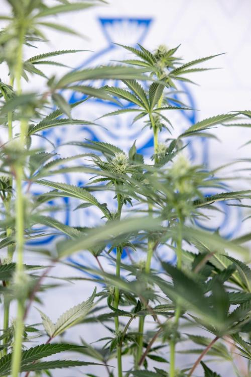 L.A. Kush Cake #3 - Zamnesia x B&B. Week 8 - L.A. Kush Cake #3 - 2nd+ Week Bloom - Topping