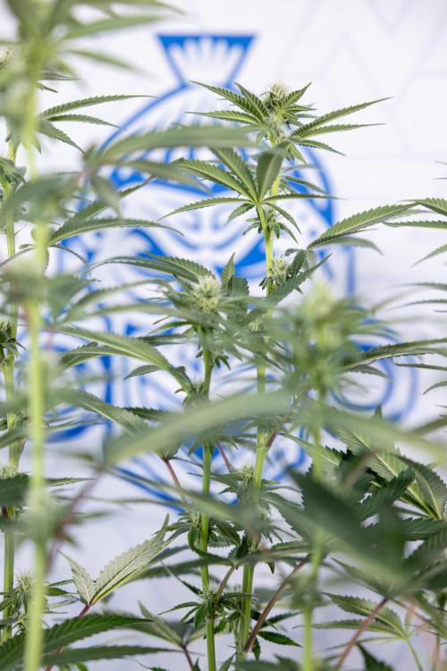 L.A. Kush Cake #3 - Zamnesia x B&B. Week 8 - L.A. Kush Cake #3 - 2nd+ Week Bloom - Topping