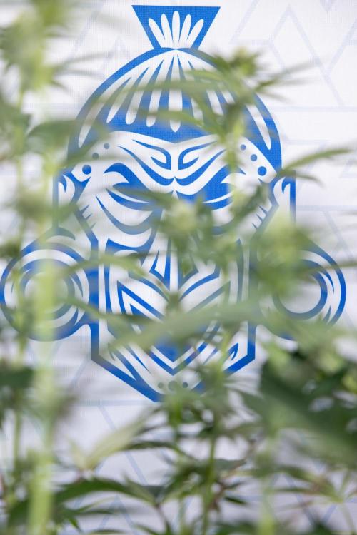 L.A. Kush Cake #3 - Zamnesia x B&B. Week 8 - L.A. Kush Cake #3 - 2nd+ Week Bloom - Topping