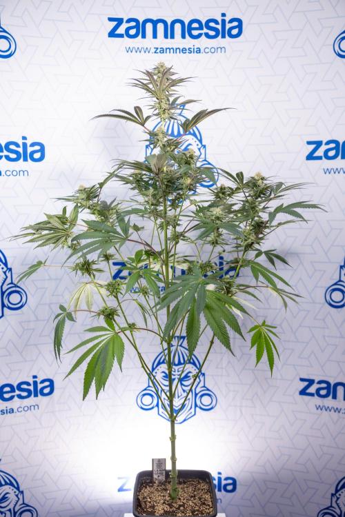 L.A. KUSH Cake #2 - Zamnesia x B&B. Week 7 - L.A. Kush Cake #2 - No Techniques - 5th Week Bloom