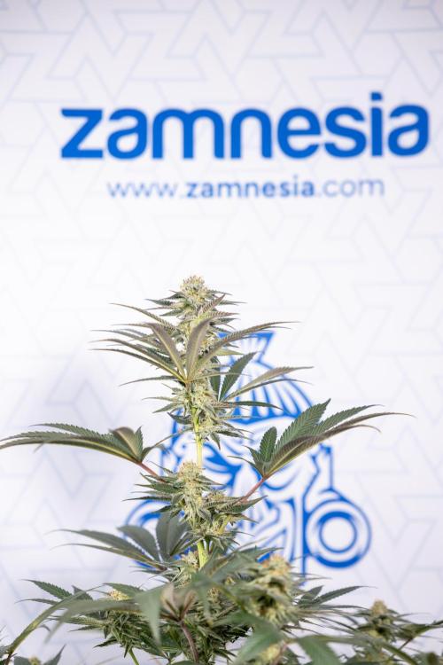 L.A. KUSH Cake #2 - Zamnesia x B&B. Week 7 - L.A. Kush Cake #2 - No Techniques - 5th Week Bloom