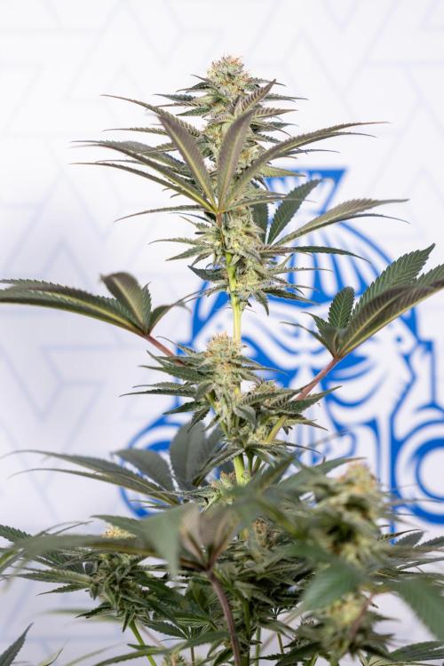 L.A. KUSH Cake #2 - Zamnesia x B&B. Week 7 - L.A. Kush Cake #2 - No Techniques - 5th Week Bloom