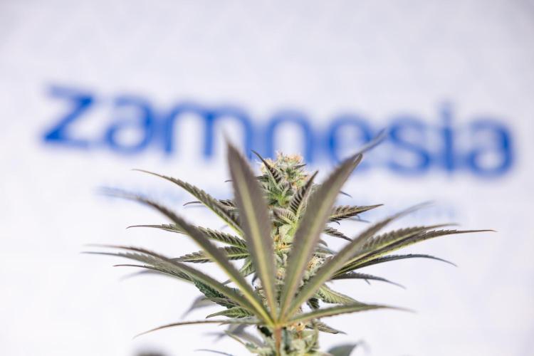 L.A. KUSH Cake #2 - Zamnesia x B&B. Week 7 - L.A. Kush Cake #2 - No Techniques - 5th Week Bloom