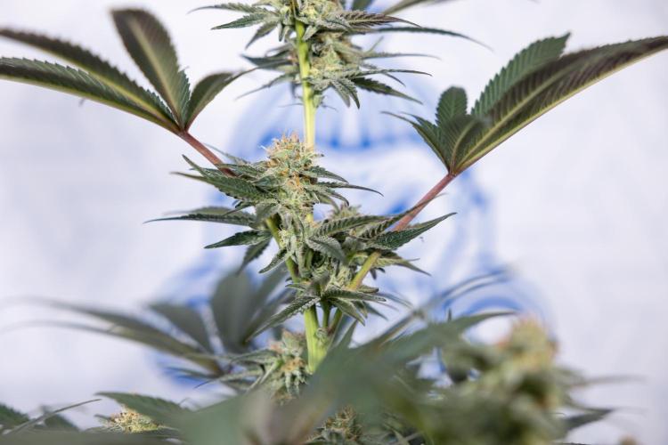 L.A. KUSH Cake #2 - Zamnesia x B&B. Week 7 - L.A. Kush Cake #2 - No Techniques - 5th Week Bloom