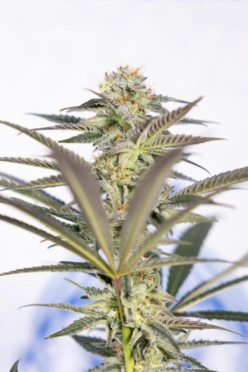 L.A. KUSH Cake #2 - Zamnesia x B&B. Week 7 - L.A. Kush Cake #2 - No Techniques - 5th Week Bloom