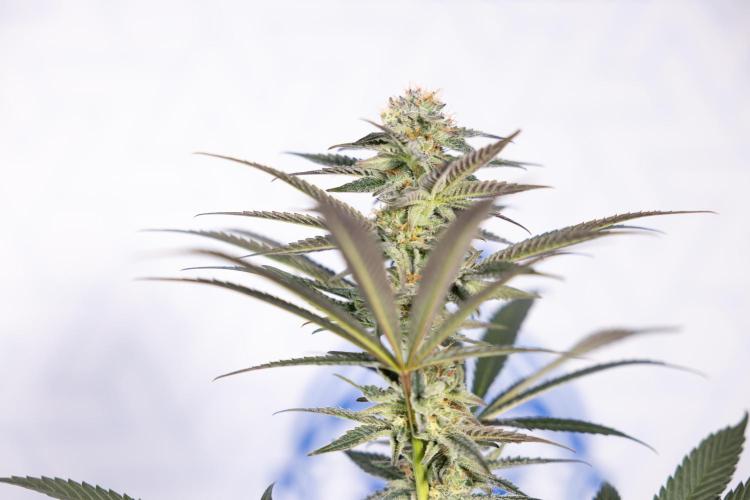 L.A. KUSH Cake #2 - Zamnesia x B&B. Week 7 - L.A. Kush Cake #2 - No Techniques - 5th Week Bloom