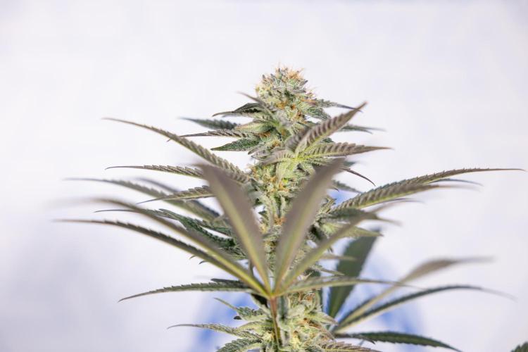 L.A. KUSH Cake #2 - Zamnesia x B&B. Week 7 - L.A. Kush Cake #2 - No Techniques - 5th Week Bloom