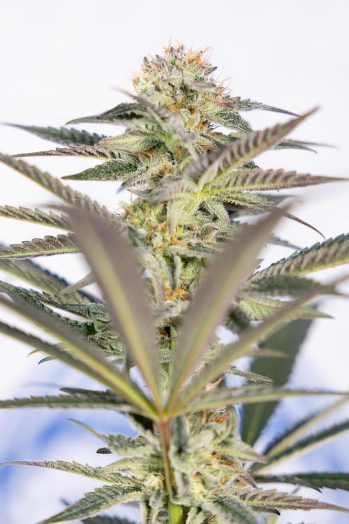 L.A. KUSH Cake #2 - Zamnesia x B&B. Week 7 - L.A. Kush Cake #2 - No Techniques - 5th Week Bloom