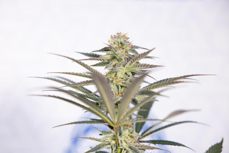 L.A. KUSH Cake #2 - Zamnesia x B&B. Week 7 - L.A. Kush Cake #2 - No Techniques - 5th Week Bloom