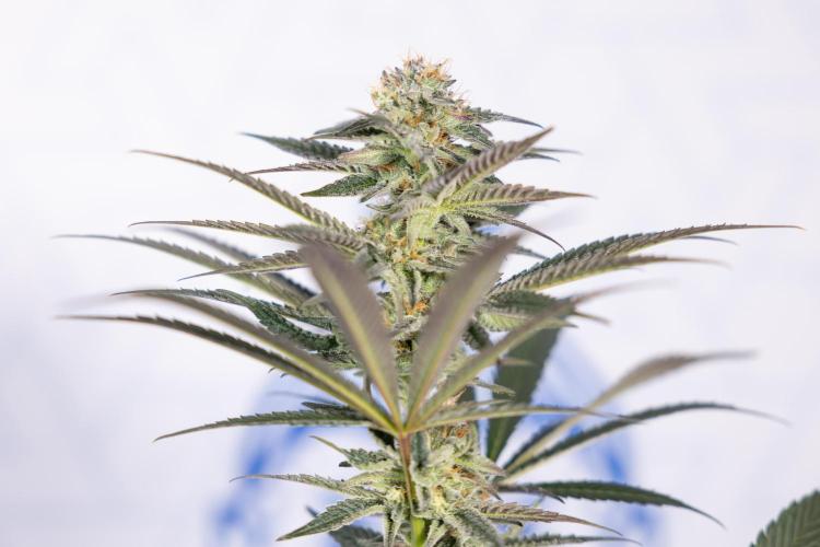 L.A. KUSH Cake #2 - Zamnesia x B&B. Week 7 - L.A. Kush Cake #2 - No Techniques - 5th Week Bloom