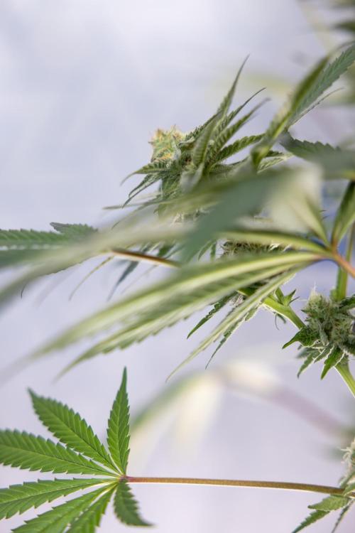 L.A. KUSH Cake #2 - Zamnesia x B&B. Week 7 - L.A. Kush Cake #2 - No Techniques - 5th Week Bloom