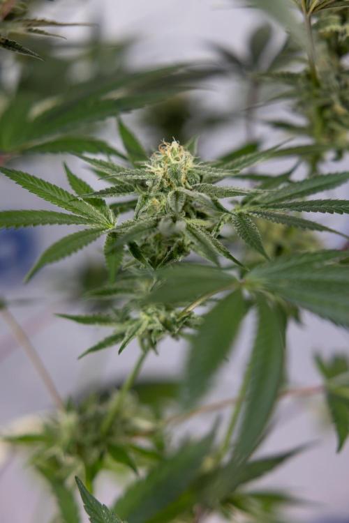 L.A. KUSH Cake #2 - Zamnesia x B&B. Week 7 - L.A. Kush Cake #2 - No Techniques - 5th Week Bloom