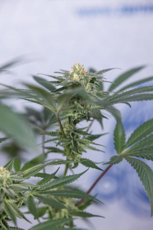 L.A. KUSH Cake #2 - Zamnesia x B&B. Week 7 - L.A. Kush Cake #2 - No Techniques - 5th Week Bloom