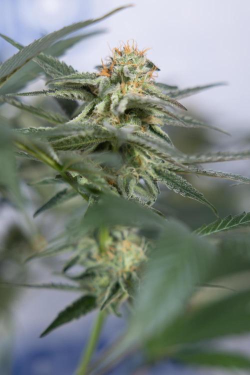 L.A. KUSH Cake #2 - Zamnesia x B&B. Week 7 - L.A. Kush Cake #2 - No Techniques - 5th Week Bloom