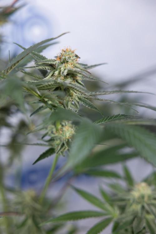 L.A. KUSH Cake #2 - Zamnesia x B&B. Week 7 - L.A. Kush Cake #2 - No Techniques - 5th Week Bloom