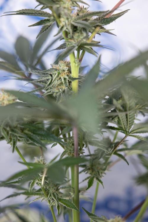 L.A. KUSH Cake #2 - Zamnesia x B&B. Week 7 - L.A. Kush Cake #2 - No Techniques - 5th Week Bloom