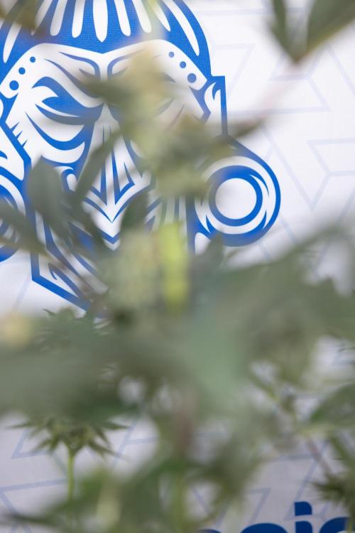 L.A. KUSH Cake #2 - Zamnesia x B&B. Week 7 - L.A. Kush Cake #2 - No Techniques - 5th Week Bloom