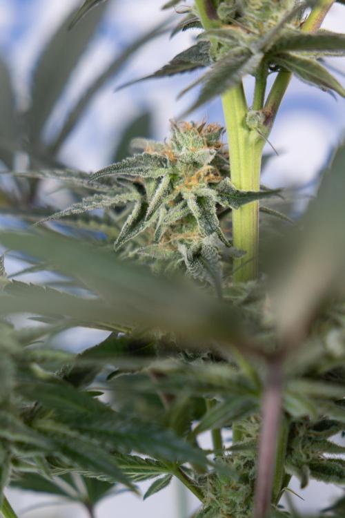 L.A. KUSH Cake #2 - Zamnesia x B&B. Week 7 - L.A. Kush Cake #2 - No Techniques - 5th Week Bloom