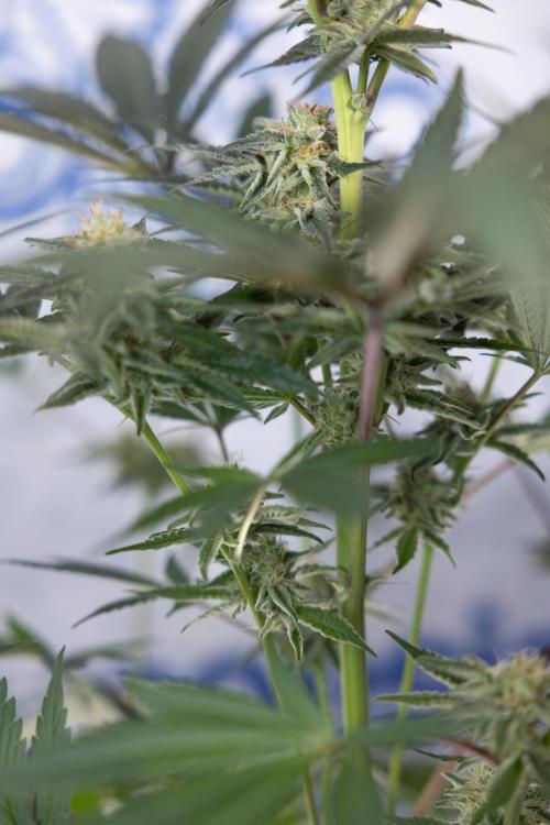 L.A. KUSH Cake #2 - Zamnesia x B&B. Week 7 - L.A. Kush Cake #2 - No Techniques - 5th Week Bloom