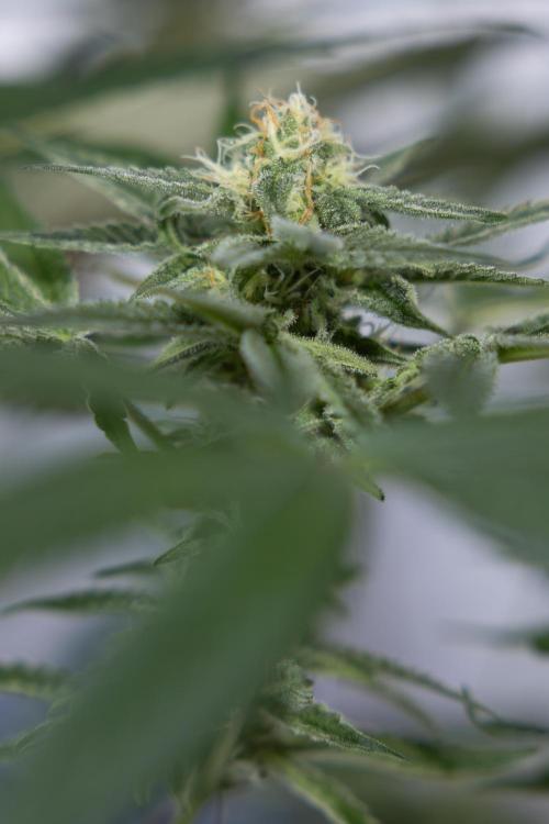 L.A. KUSH Cake #2 - Zamnesia x B&B. Week 7 - L.A. Kush Cake #2 - No Techniques - 5th Week Bloom