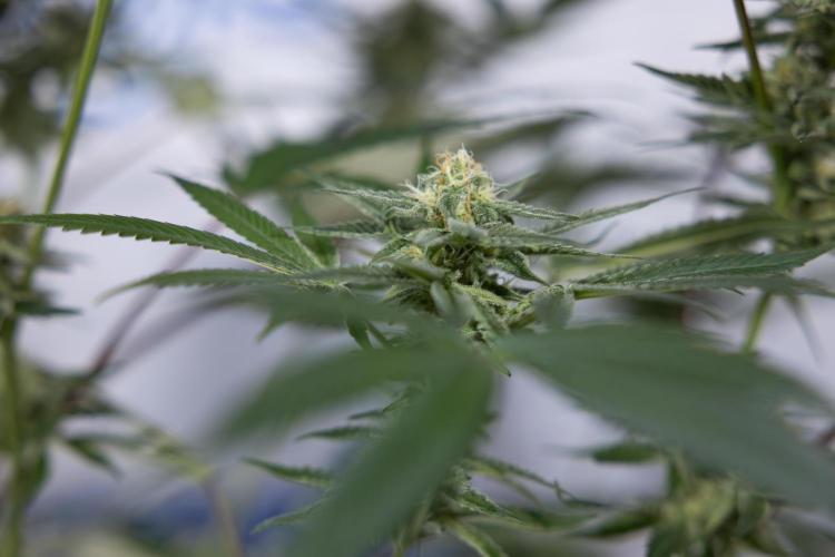 L.A. KUSH Cake #2 - Zamnesia x B&B. Week 7 - L.A. Kush Cake #2 - No Techniques - 5th Week Bloom