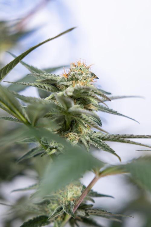 L.A. KUSH Cake #2 - Zamnesia x B&B. Week 7 - L.A. Kush Cake #2 - No Techniques - 5th Week Bloom