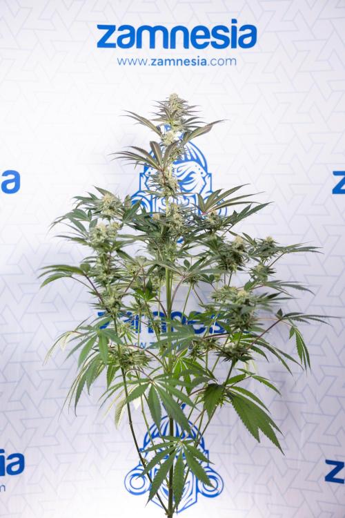 L.A. KUSH Cake #2 - Zamnesia x B&B. Week 7 - L.A. Kush Cake #2 - No Techniques - 5th Week Bloom