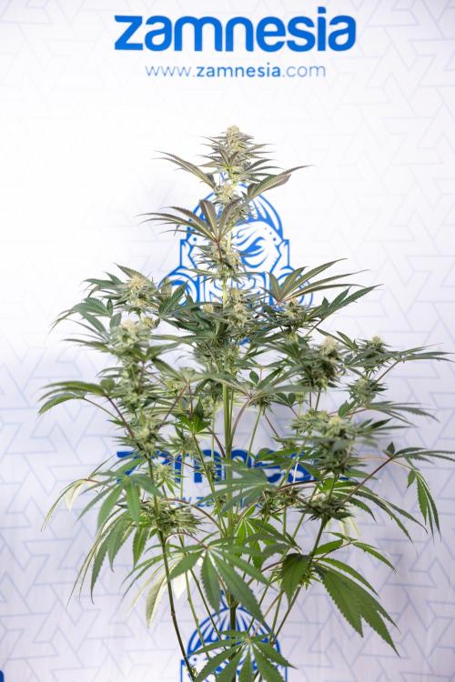 L.A. KUSH Cake #2 - Zamnesia x B&B. Week 7 - L.A. Kush Cake #2 - No Techniques - 5th Week Bloom