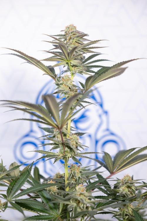 L.A. KUSH Cake #2 - Zamnesia x B&B. Week 7 - L.A. Kush Cake #2 - No Techniques - 5th Week Bloom