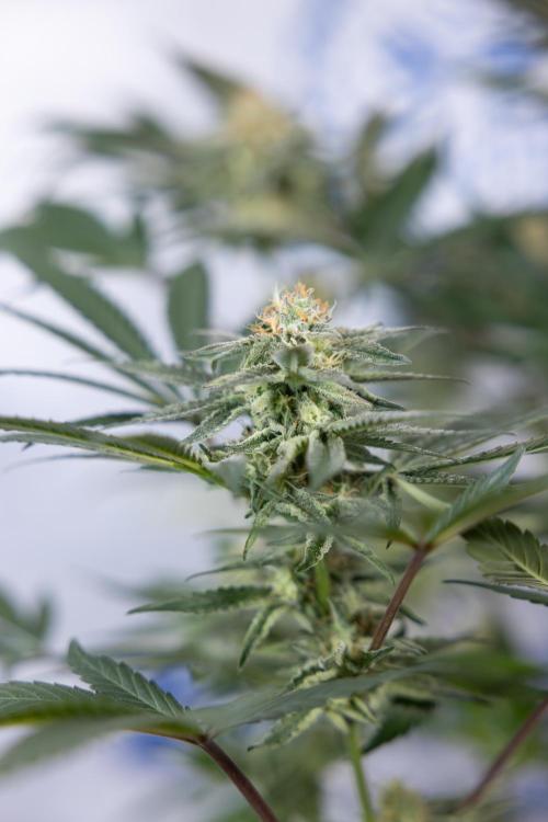 L.A. KUSH Cake #2 - Zamnesia x B&B. Week 7 - L.A. Kush Cake #2 - No Techniques - 5th Week Bloom