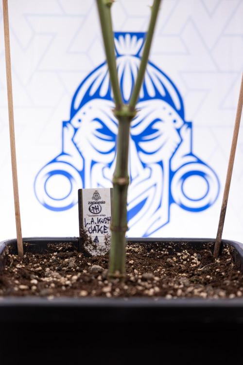 L.A. KUSH Cake #1 - Zamnesia x B&B. Week 9 - L.A. Kush Cake #1 - Topping x32 - 2nd+ Week Bloom