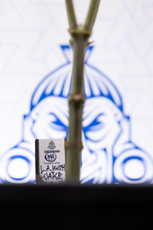 L.A. KUSH Cake #1 - Zamnesia x B&B. Week 9 - L.A. Kush Cake #1 - Topping x32 - 2nd+ Week Bloom