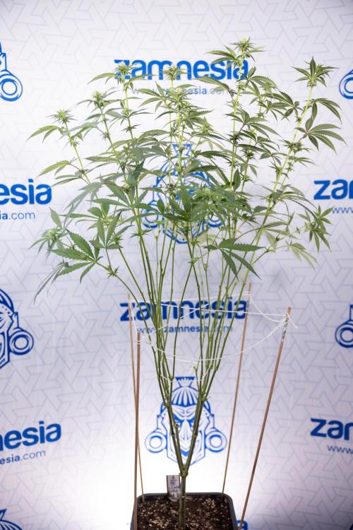 L.A. KUSH Cake #1 - Zamnesia x B&B. Week 9 - L.A. Kush Cake #1 - Topping x32 - 2nd+ Week Bloom