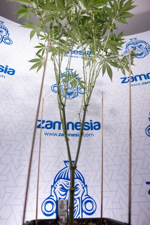 L.A. KUSH Cake #1 - Zamnesia x B&B. Week 9 - L.A. Kush Cake #1 - Topping x32 - 2nd+ Week Bloom