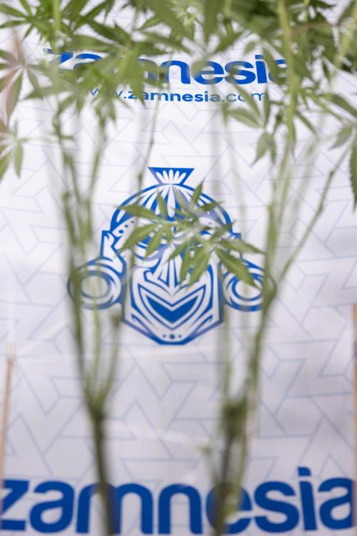 L.A. KUSH Cake #1 - Zamnesia x B&B. Week 9 - L.A. Kush Cake #1 - Topping x32 - 2nd+ Week Bloom