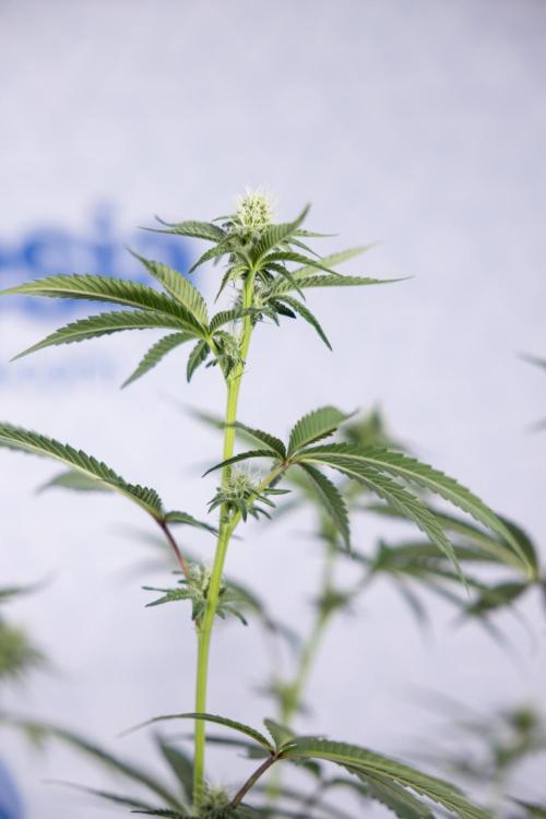 L.A. KUSH Cake #1 - Zamnesia x B&B. Week 9 - L.A. Kush Cake #1 - Topping x32 - 2nd+ Week Bloom