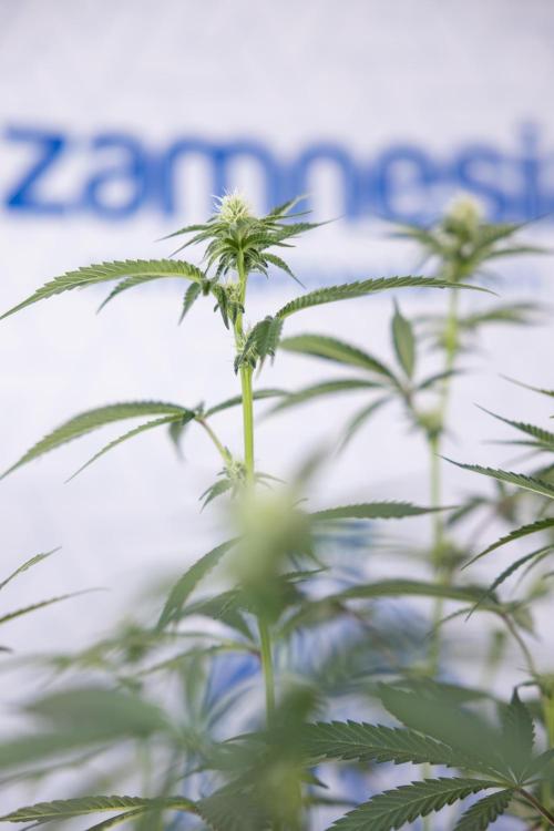 L.A. KUSH Cake #1 - Zamnesia x B&B. Week 9 - L.A. Kush Cake #1 - Topping x32 - 2nd+ Week Bloom