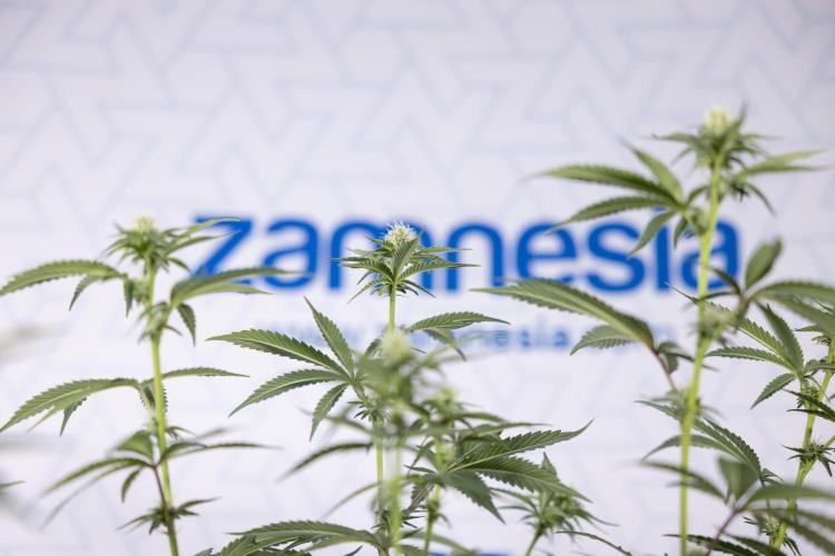 L.A. KUSH Cake #1 - Zamnesia x B&B. Week 9 - L.A. Kush Cake #1 - Topping x32 - 2nd+ Week Bloom