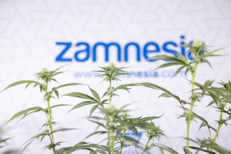 L.A. KUSH Cake #1 - Zamnesia x B&B. Week 9 - L.A. Kush Cake #1 - Topping x32 - 2nd+ Week Bloom