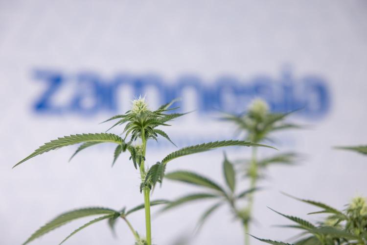 L.A. KUSH Cake #1 - Zamnesia x B&B. Week 9 - L.A. Kush Cake #1 - Topping x32 - 2nd+ Week Bloom