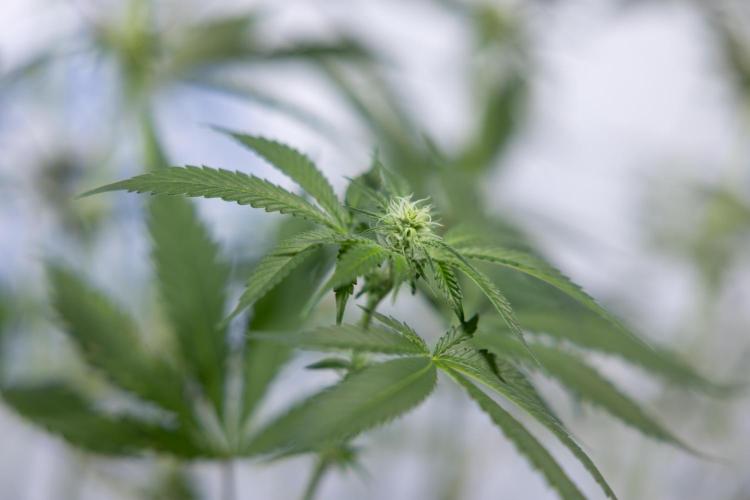 L.A. KUSH Cake #1 - Zamnesia x B&B. Week 9 - L.A. Kush Cake #1 - Topping x32 - 2nd+ Week Bloom