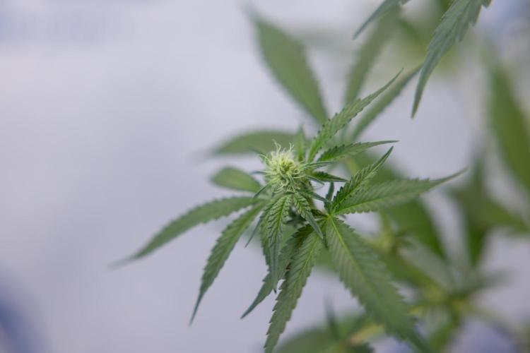 L.A. KUSH Cake #1 - Zamnesia x B&B. Week 9 - L.A. Kush Cake #1 - Topping x32 - 2nd+ Week Bloom