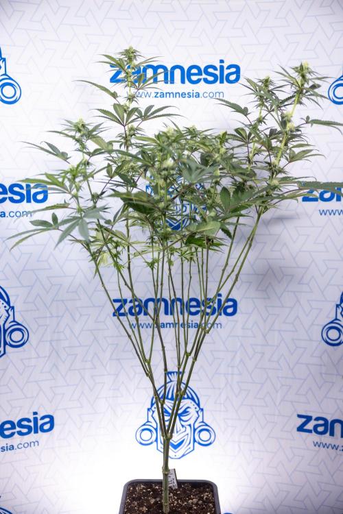 Tropicana Cookies #2 - Zamnesia x B&B. Week 9 - Tropicana Cookies #2 - 2nd+ Week Bloom - Topping x16