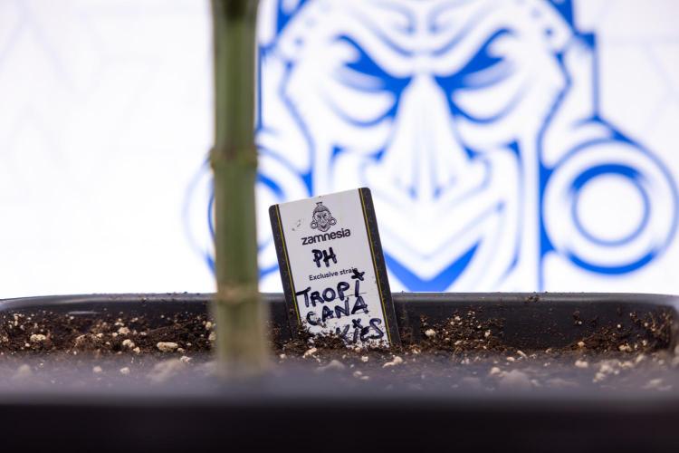 Tropicana Cookies #2 - Zamnesia x B&B. Week 9 - Tropicana Cookies #2 - 2nd+ Week Bloom - Topping x16