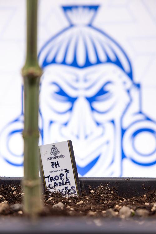 Tropicana Cookies #2 - Zamnesia x B&B. Week 9 - Tropicana Cookies #2 - 2nd+ Week Bloom - Topping x16