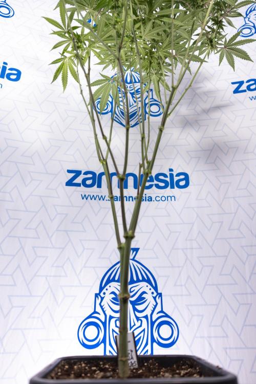 Tropicana Cookies #2 - Zamnesia x B&B. Week 9 - Tropicana Cookies #2 - 2nd+ Week Bloom - Topping x16