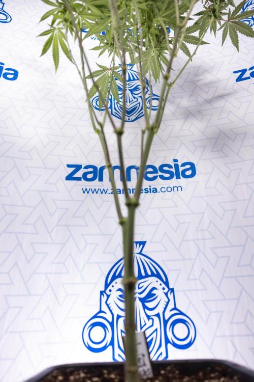 Tropicana Cookies #2 - Zamnesia x B&B. Week 9 - Tropicana Cookies #2 - 2nd+ Week Bloom - Topping x16